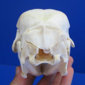 B-Grade 5" African Cape Porcupine Skull - $35