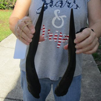 13" Pair of Matching Bushbuck Horns - $30