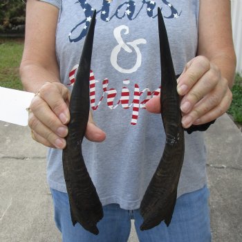 12" Pair of Matching Bushbuck Horns - $30