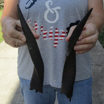 12" Pair of Matching Bushbuck Horns - $30