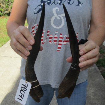 13" Pair of Matching Bushbuck Horns - $30