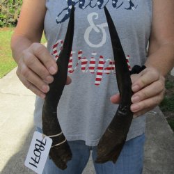 13" Pair of Matching Bushbuck Horns - $30