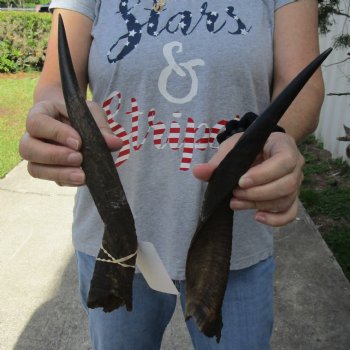 13" Pair of Matching Bushbuck Horns - $30