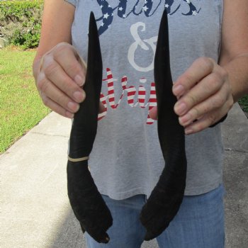 13" Pair of Matching Bushbuck Horns - $30