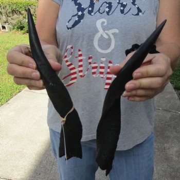 13" Pair of Matching Bushbuck Horns - $30