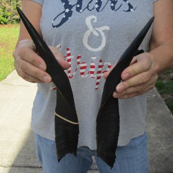 13" Pair of Matching Bushbuck Horns - $30