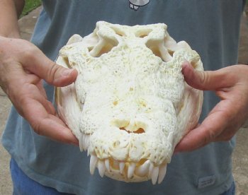 <font color=red> SALE</font> 15 inches Real Nile Crocodile Skull for Sale $250 (CITES #P-000012870) 