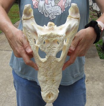 <font color=red> SALE</font> 15 inches Real Nile Crocodile Skull for Sale $250 (CITES #P-000012870) 