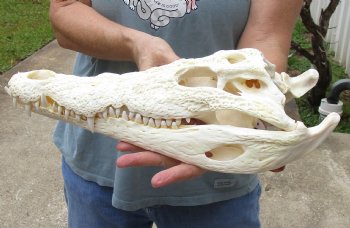 <font color=red> SALE</font> 15 inches Real Nile Crocodile Skull for Sale $250 (CITES #P-000012870) 