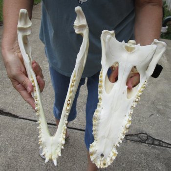 <font color=red> SALE</font> 15 inches Real Nile Crocodile Skull for Sale $250 (CITES #P-000012870) 