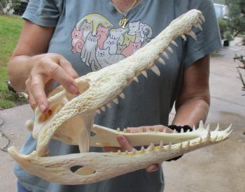 <font color=red> SALE</font> A-Grade 14-1/4 inches Real Nile Crocodile Skull for Sale $195 (CITES #P-000012870) 