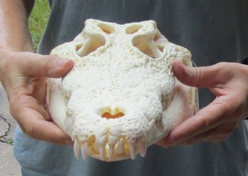 <font color=red> SALE</font> A-Grade 14-1/4 inches Real Nile Crocodile Skull for Sale $195 (CITES #P-000012870) 