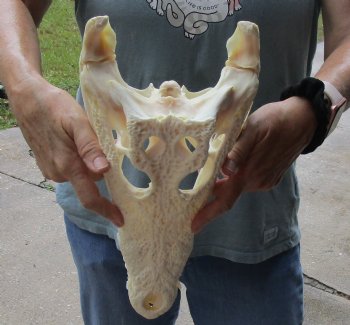 <font color=red> SALE</font> A-Grade 14-1/4 inches Real Nile Crocodile Skull for Sale $195 (CITES #P-000012870) 