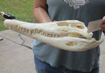 <font color=red> SALE</font> A-Grade 14-1/4 inches Real Nile Crocodile Skull for Sale $195 (CITES #P-000012870) 