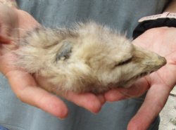 Real Opossum Head, Preserved with Formaldehyde - <font color=red>*Special Price*</font> $30