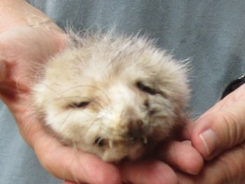 Real Opossum Head, Preserved with Formaldehyde - <font color=red>*Special Price*</font> $30