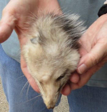 Real Opossum Head, Preserved with Formaldehyde - <font color=red>*Special Price*</font> $30