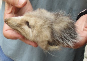 Real Opossum Head, Preserved with Formaldehyde - <font color=red>*Special Price*</font> $30