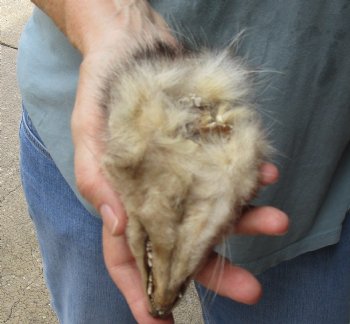 Real Opossum Head, Preserved with Formaldehyde - <font color=red>*Special Price*</font> $30