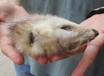 Real Opossum Head, Preserved with Formaldehyde - <font color=red>*Special Price*</font> $30