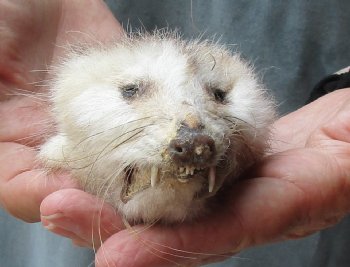 Real Opossum Head, Preserved with Formaldehyde - <font color=red>*Special Price*</font> $30