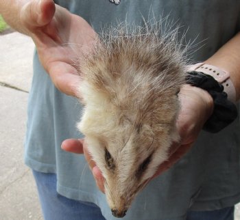 Real Opossum Head, Preserved with Formaldehyde - <font color=red>*Special Price*</font> $30