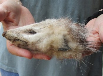 Real Opossum Head, Preserved with Formaldehyde - <font color=red>*Special Price*</font> $30