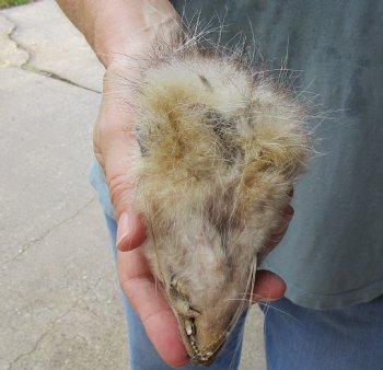 Real Opossum Head, Preserved with Formaldehyde - <font color=red>*Special Price*</font> $30