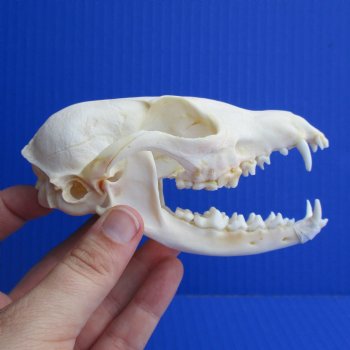 4-1/2" Cape Fox Skull - $45