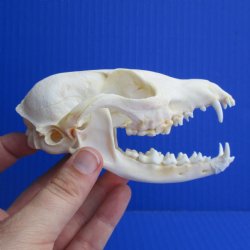 4-1/2" Cape Fox Skull - $45