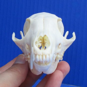 4-1/2" Cape Fox Skull - $45