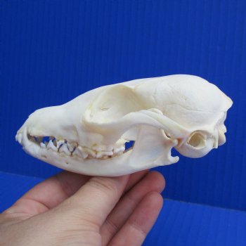 4-1/2" Cape Fox Skull - $45