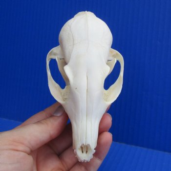 4-1/2" Cape Fox Skull - $45