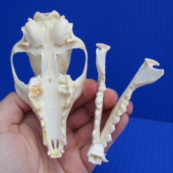 4-1/2" Cape Fox Skull - $45