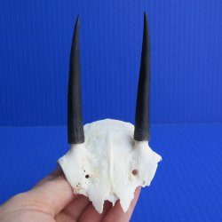 Steenbok Skull Plate with 3" Horns - $35