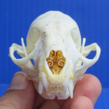 3-1/2" Large-Spotted Genet Skull - $40