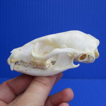 3-1/2" Large-Spotted Genet Skull - $40