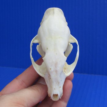 3-1/2" Large-Spotted Genet Skull - $40