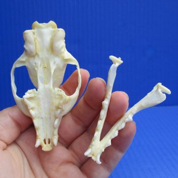 3-1/2" Large-Spotted Genet Skull - $40