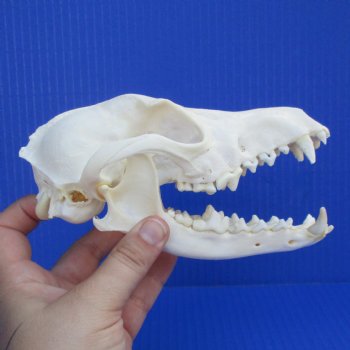 6-1/4" Black-Backed Jackal Skull - $50