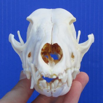 6-1/4" Black-Backed Jackal Skull - $50