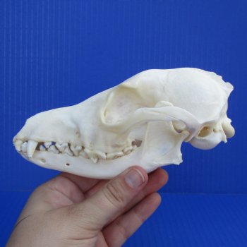 6-1/4" Black-Backed Jackal Skull - $50