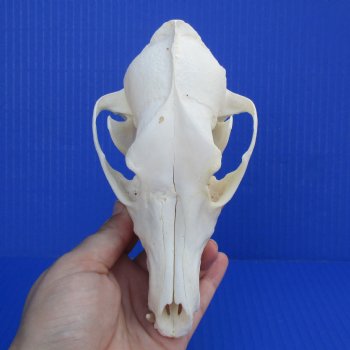 6-1/4" Black-Backed Jackal Skull - $50