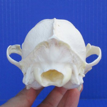 6-1/4" Black-Backed Jackal Skull - $50