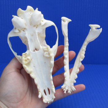 6-1/4" Black-Backed Jackal Skull - $50