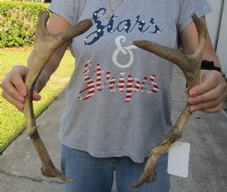 For Sale 2 pc lot Fallow Deer (Dama dama) horns/antlers 14 inches for $25/lot