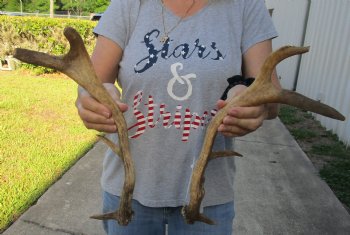 For Sale 2 pc lot Fallow Deer (Dama dama) horns/antlers 14 inches for $25/lot