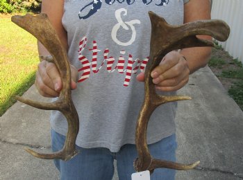 For Sale 2 pc lot Fallow Deer (Dama dama) horns/antlers 13 and 15 inches for $25/lot