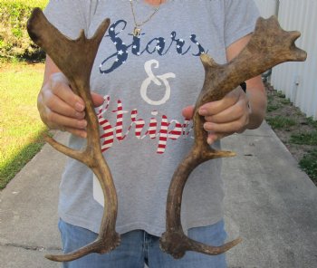 Authentic 2 pc lot Fallow Deer (Dama dama) horns/antlers 14 inches for $25/lot