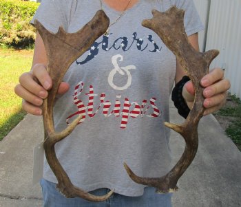 Authentic 2 pc lot Fallow Deer (Dama dama) horns/antlers 14 inches for $25/lot